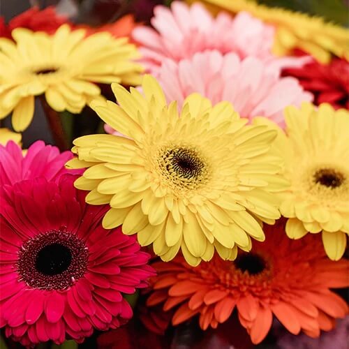 Gerbera Daisy Seeds – Mixed