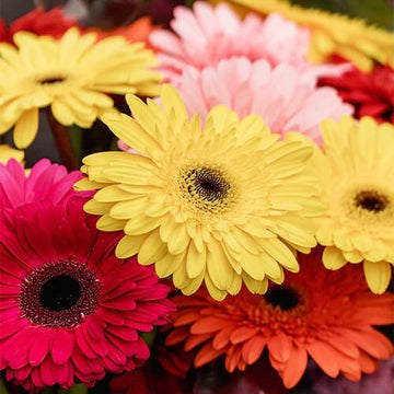 Gerbera Daisy Seeds – Mixed
