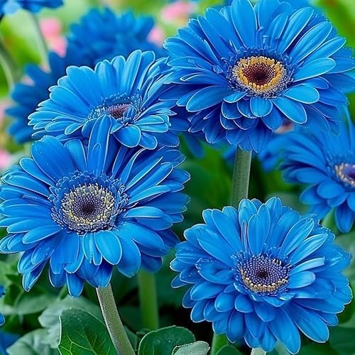 Gerbera Daisy Seeds – Blue