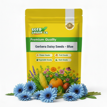 Gerbera Daisy Seeds – Blue