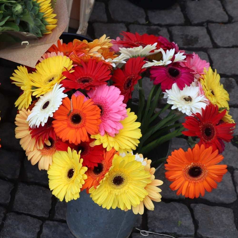 Gerbera Daisy Seeds – Mixed