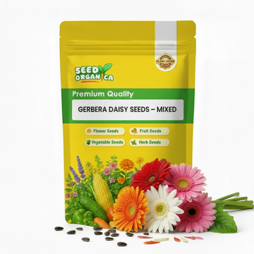 Gerbera Daisy Seeds – Mixed