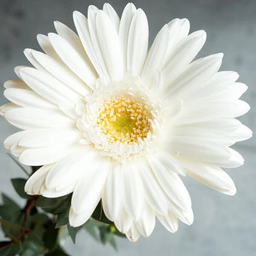 Gerbera Daisy Seeds – White Vanilla