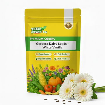 Gerbera Daisy Seeds – White Vanilla