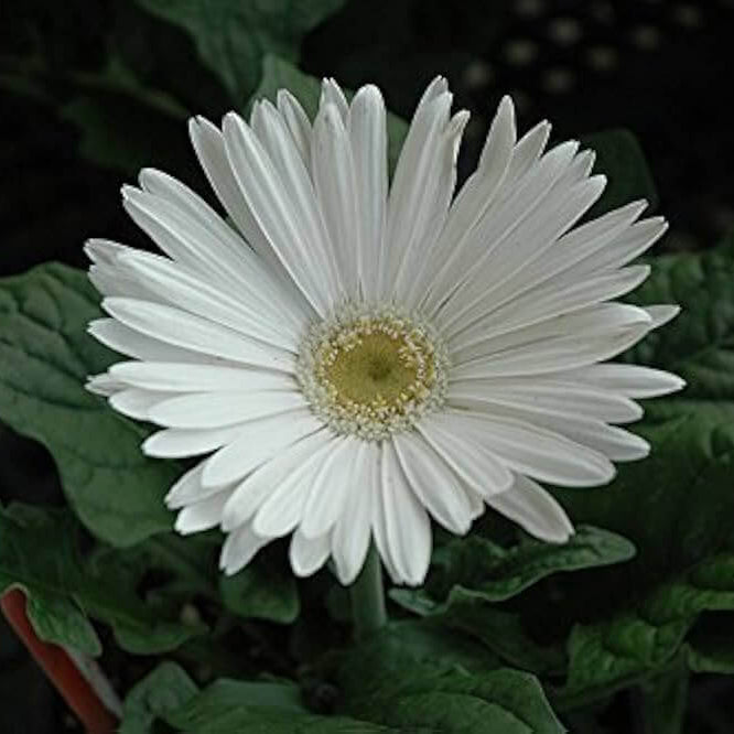 Gerbera Daisy Seeds – White Vanilla