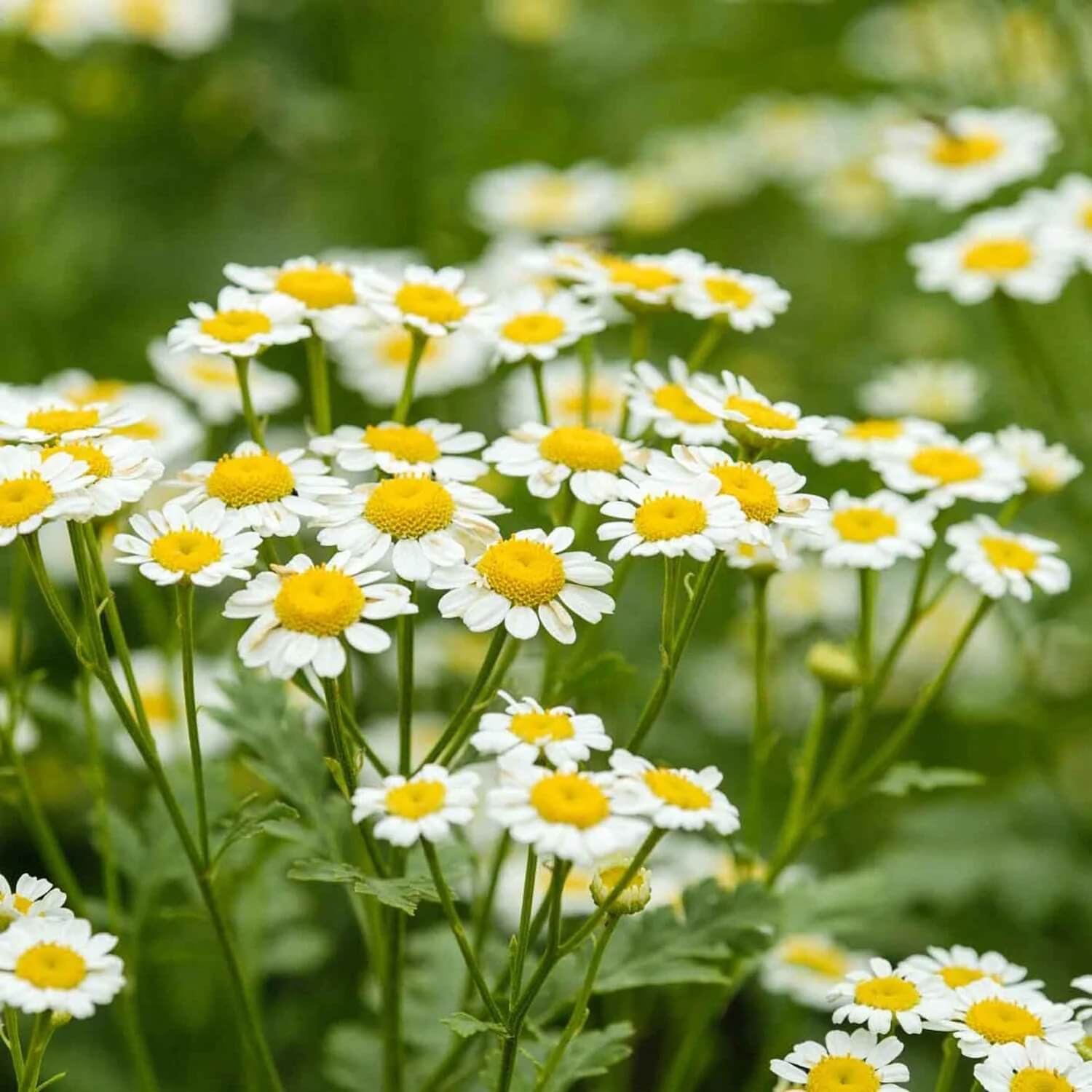 German Chamomile Chamomile Seeds 