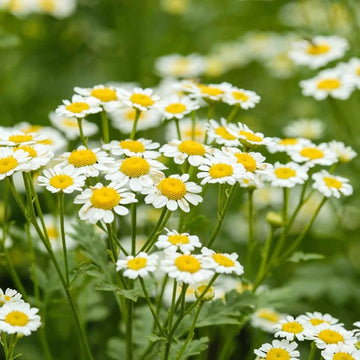 German Chamomile Chamomile Seeds 
