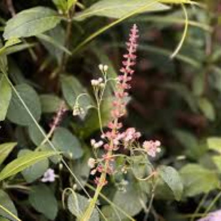 Germander Seeds – Canadian Wood Sage