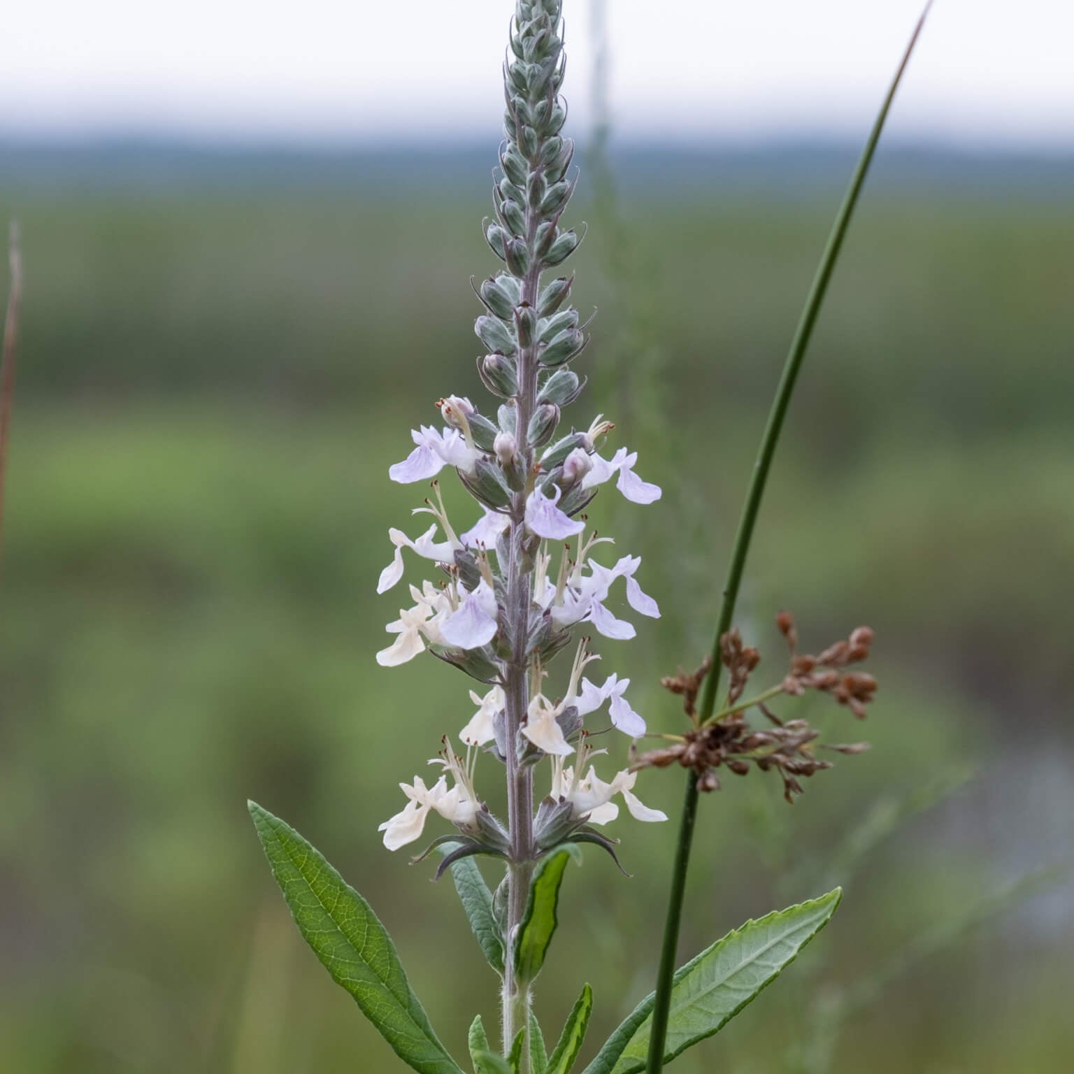 Germander Seeds – Canadian Wood Sage