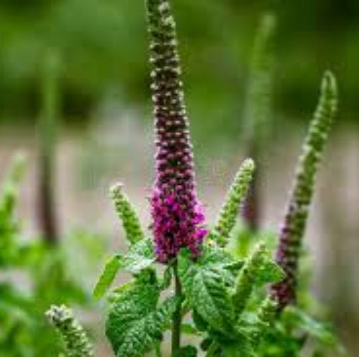 Germander Seeds – Purple Tails Wood Sage