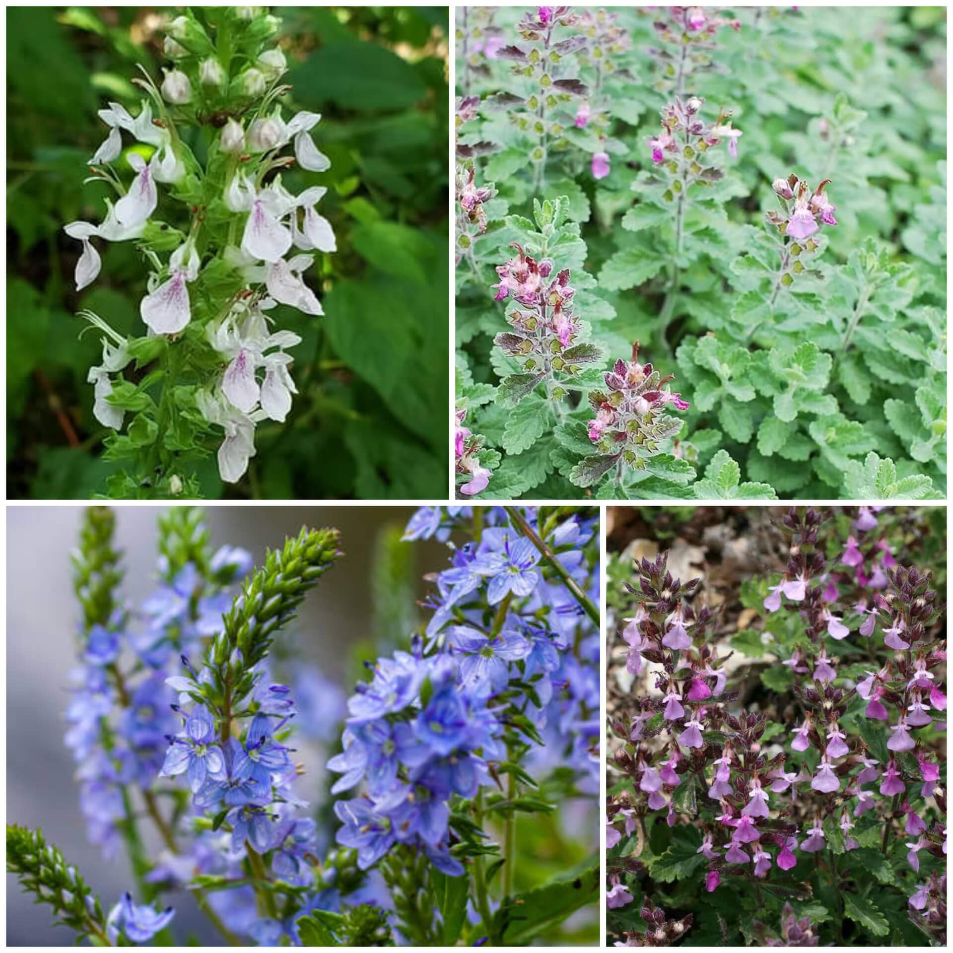 Germander Seeds | Grow Garden Herbs at Home