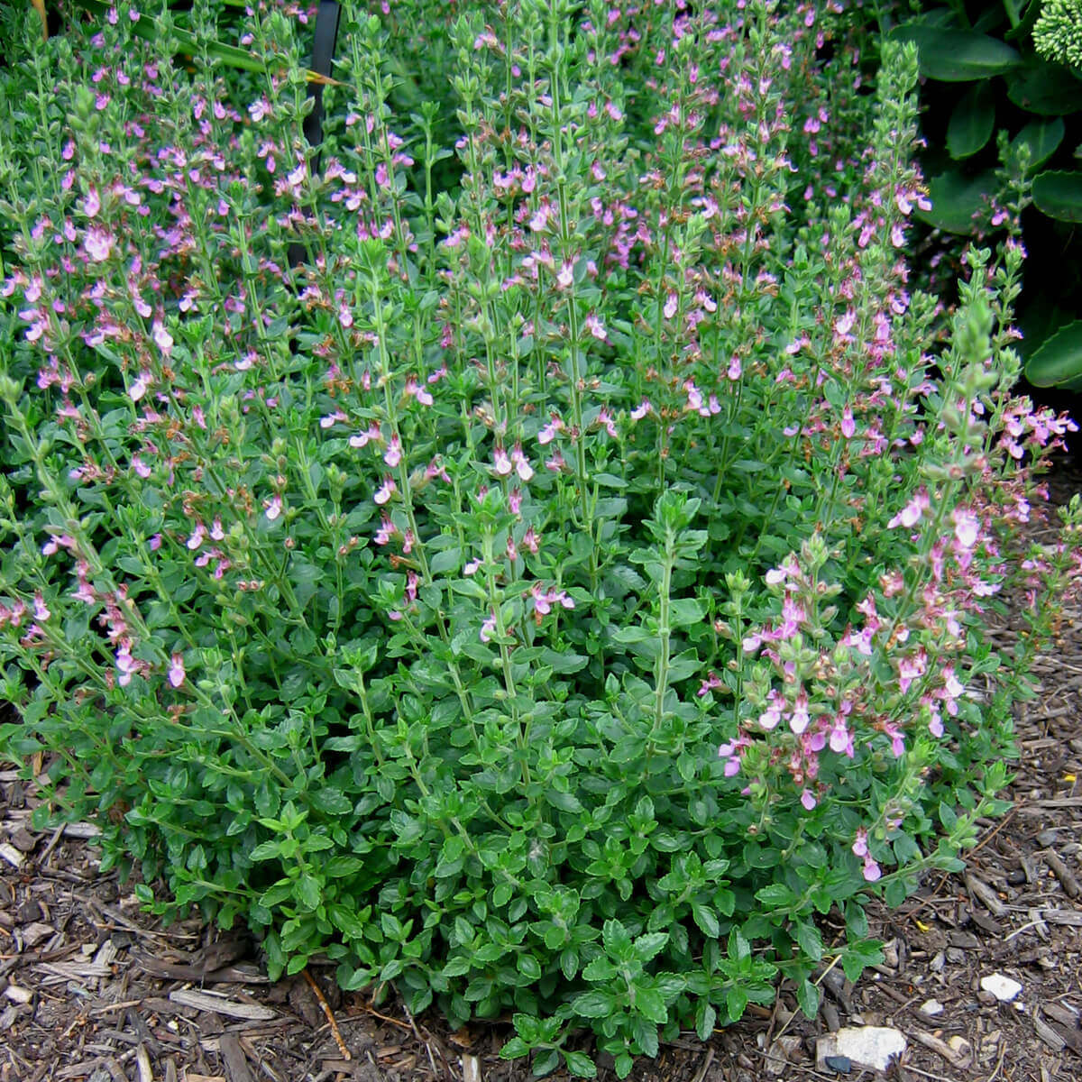 Germander Seeds - All In One For Home Gardens