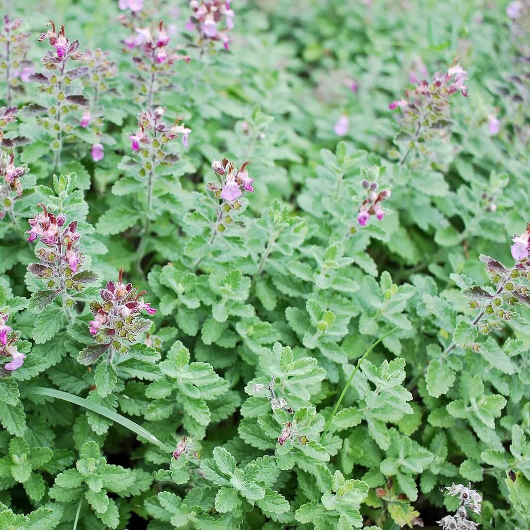 Germander Seeds - All In One For Home Gardens