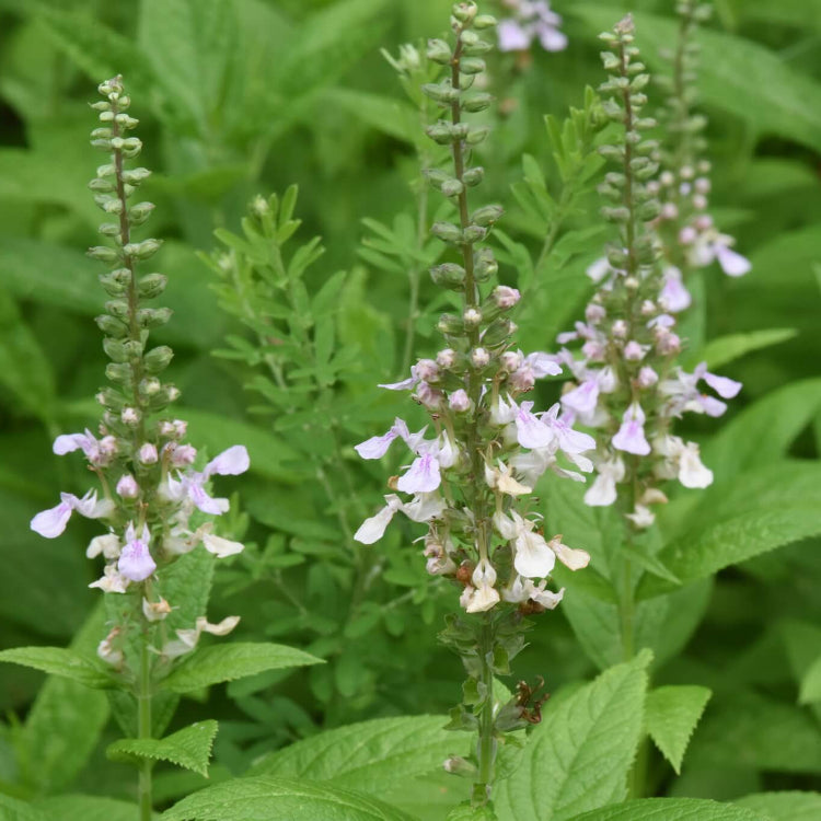 Germander Seeds - All In One For Home Gardens