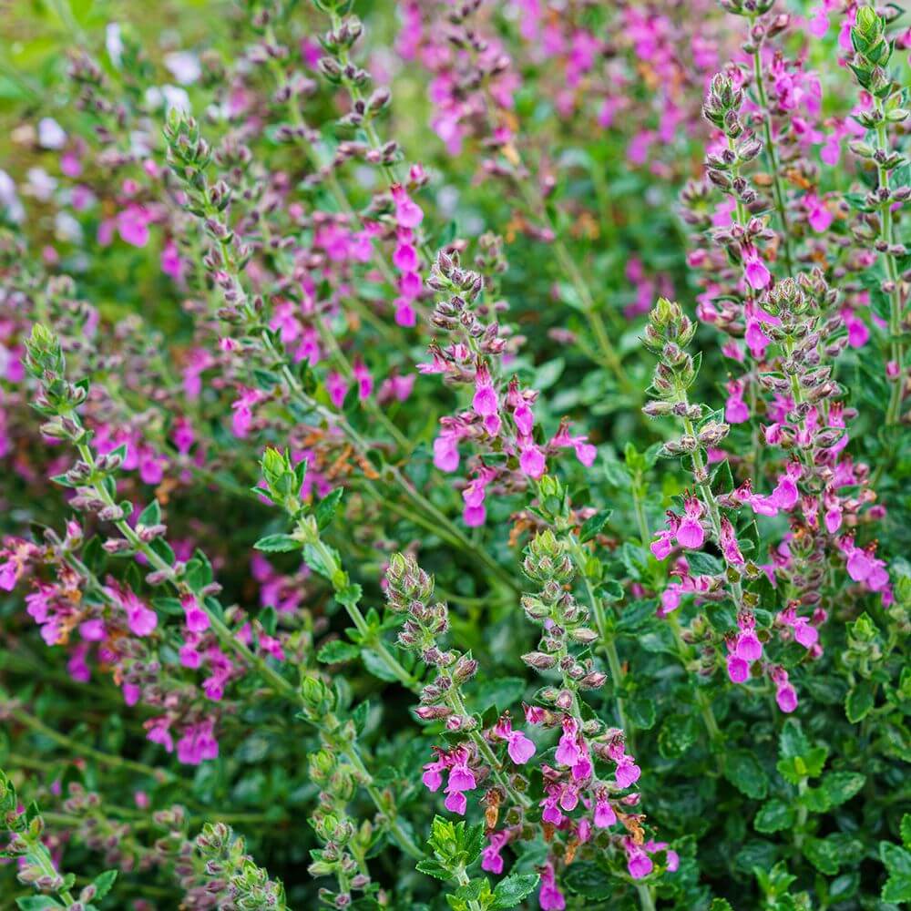 Germander Seeds - All In One For Home Gardens