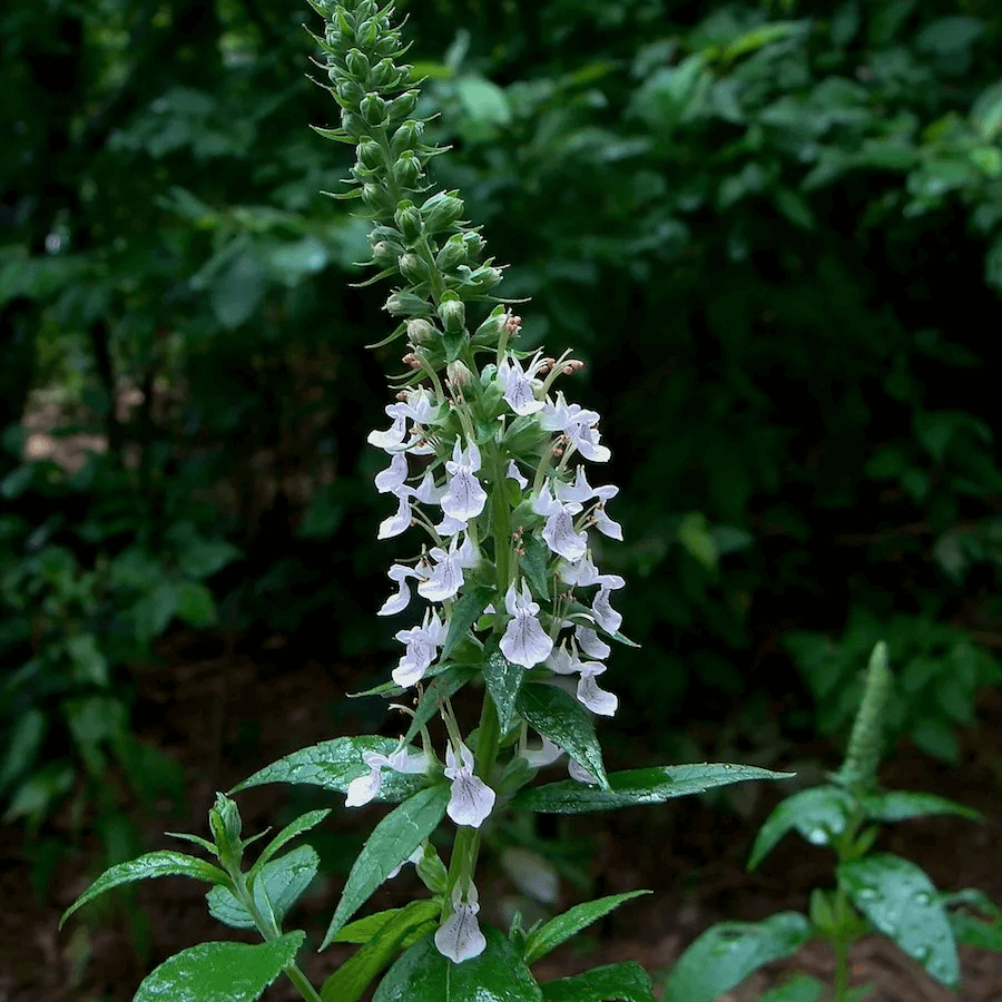 Germander Seeds – Canadian Wood Sage