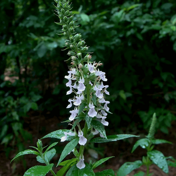 Germander Seeds – Canadian Wood Sage