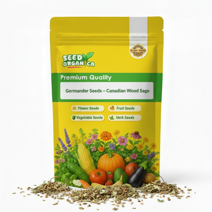 Germander Seeds – Canadian Wood Sage