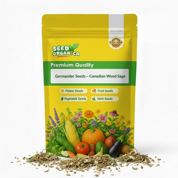 Germander Seeds – Canadian Wood Sage