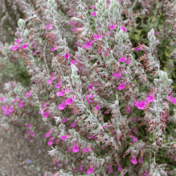 Germander Seeds – Cat Thyme