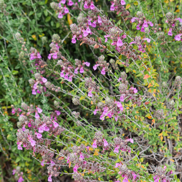 Germander Seeds – Cat Thyme