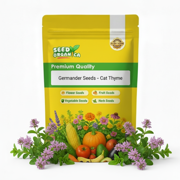 Germander Seeds – Cat Thyme