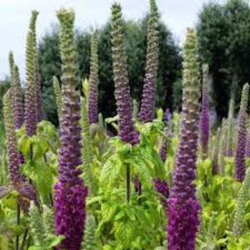 Germander Seeds – Purple Tails Wood Sage