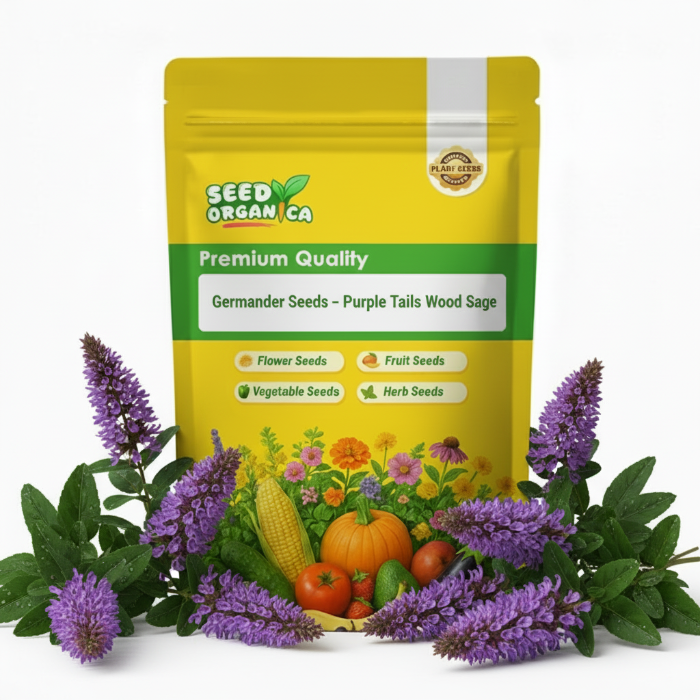 Purple Tails Wood Sage Germander Seeds | Garden Flower Seeds