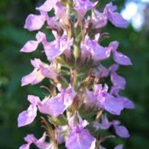 Germander Seeds – Teucrium chamaedrys