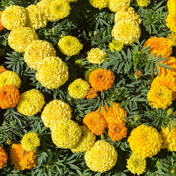 Marigold Seeds