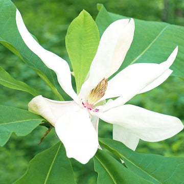 Magnolia Seeds – Magnolia macrophylla