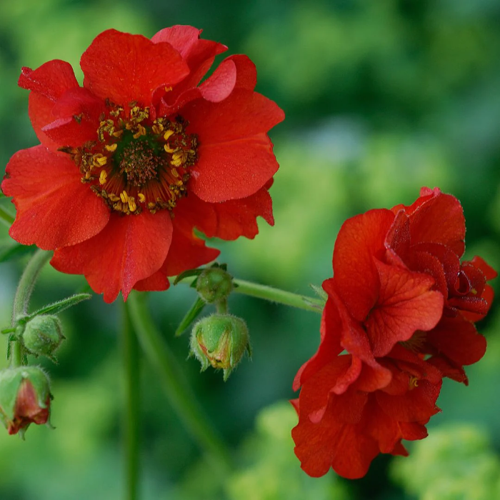Geum Seeds – Perennial

