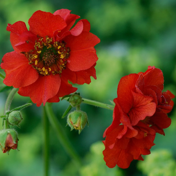 Geum Seeds – Perennial
