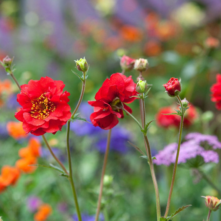 Geum Seeds – Perennial

