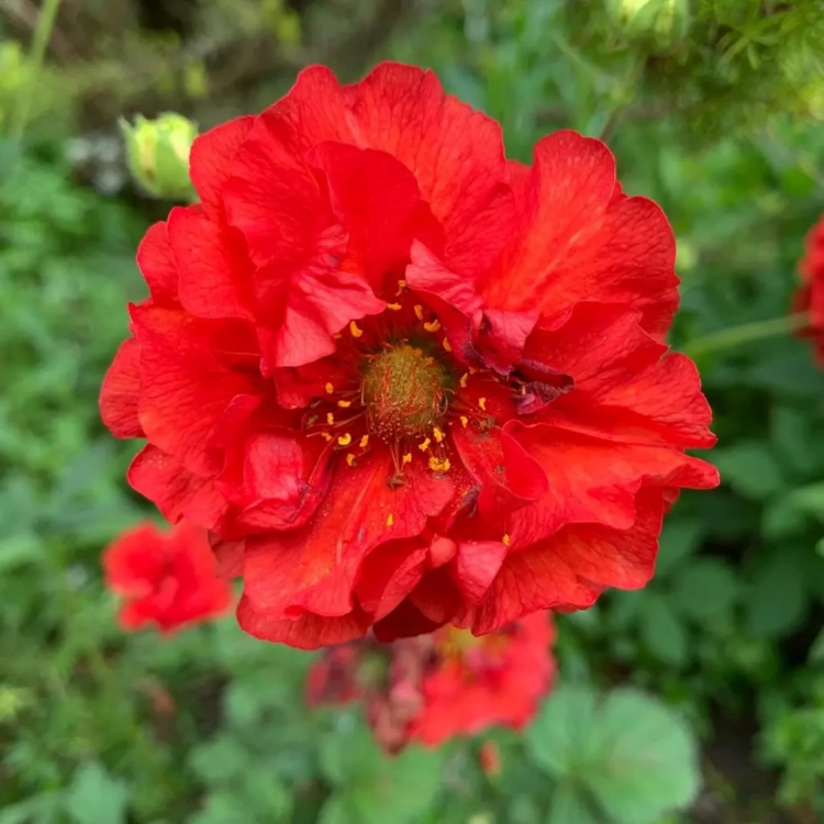 Geum Seeds – Double Bloody Mary
