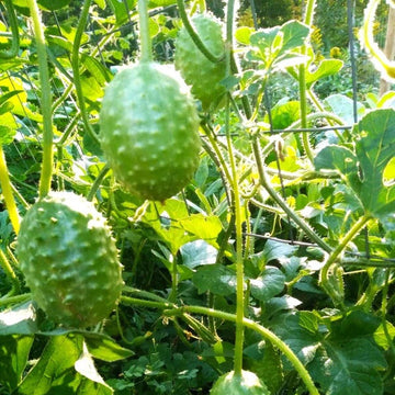 Gherkin West Indian Cucumber Seeds - Vegetable Plant