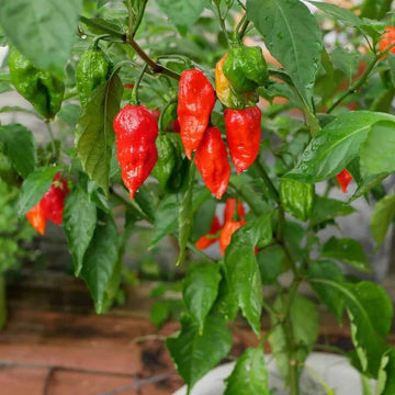 Ghost Pepper Seeds – Heirloom