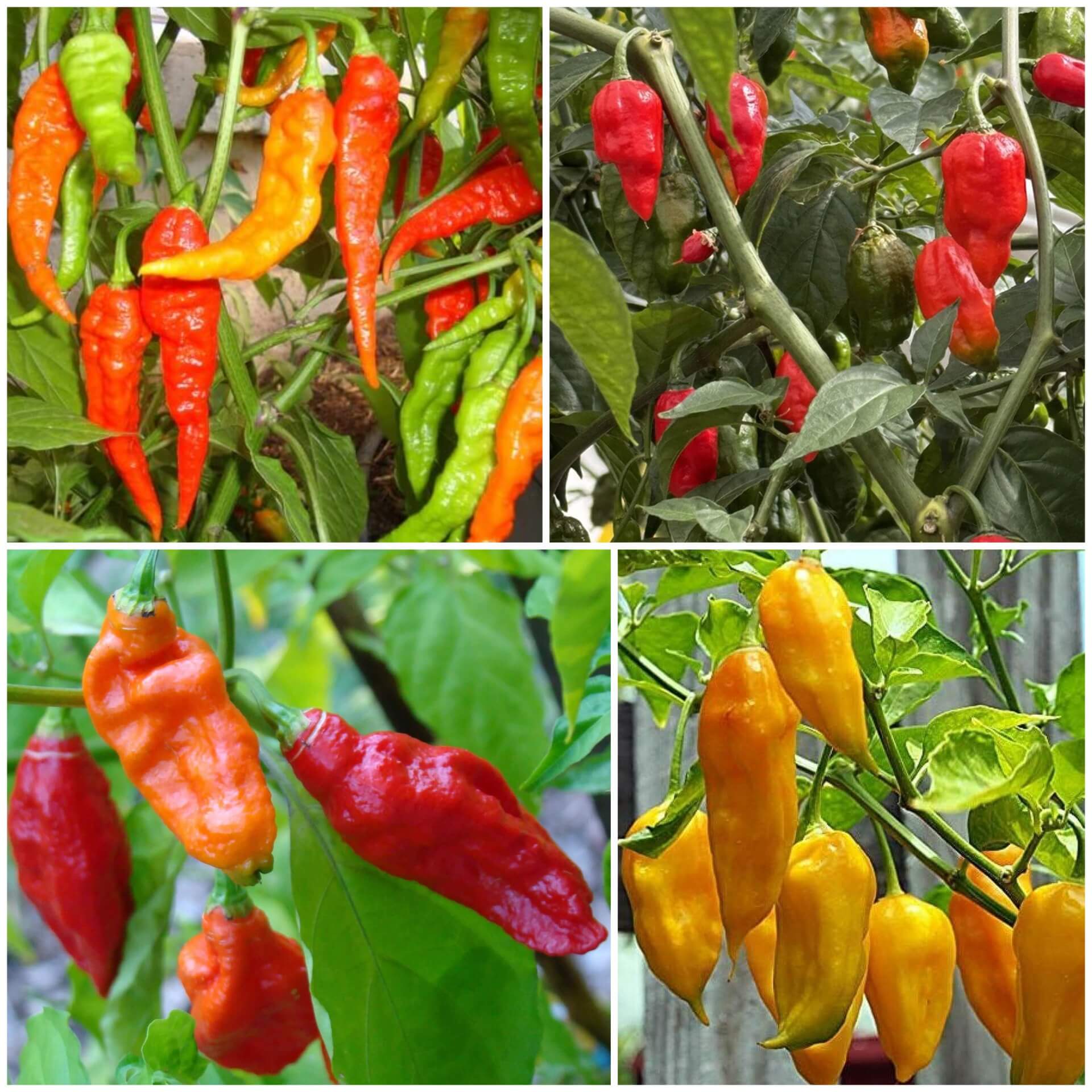 Ghost Pepper Seeds - All In One For Home Gardens