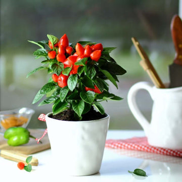 Ghost Pepper Seeds - All In One For Home Gardens