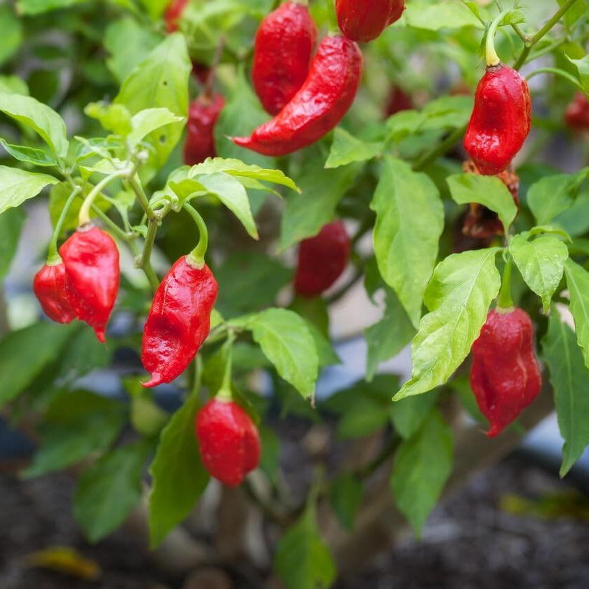 Ghost Pepper Seeds - All In One For Home Gardens
