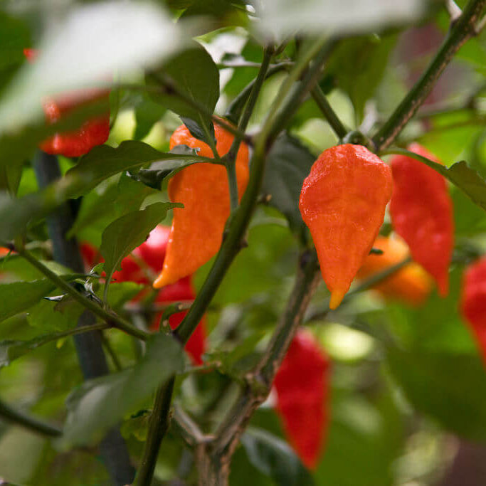 Ghost Pepper Seeds - All In One For Home Gardens