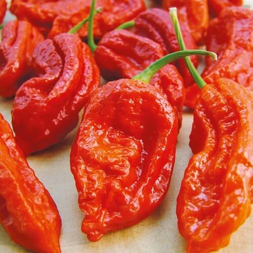 Ghost Pepper Seeds - Bhut Jolokia