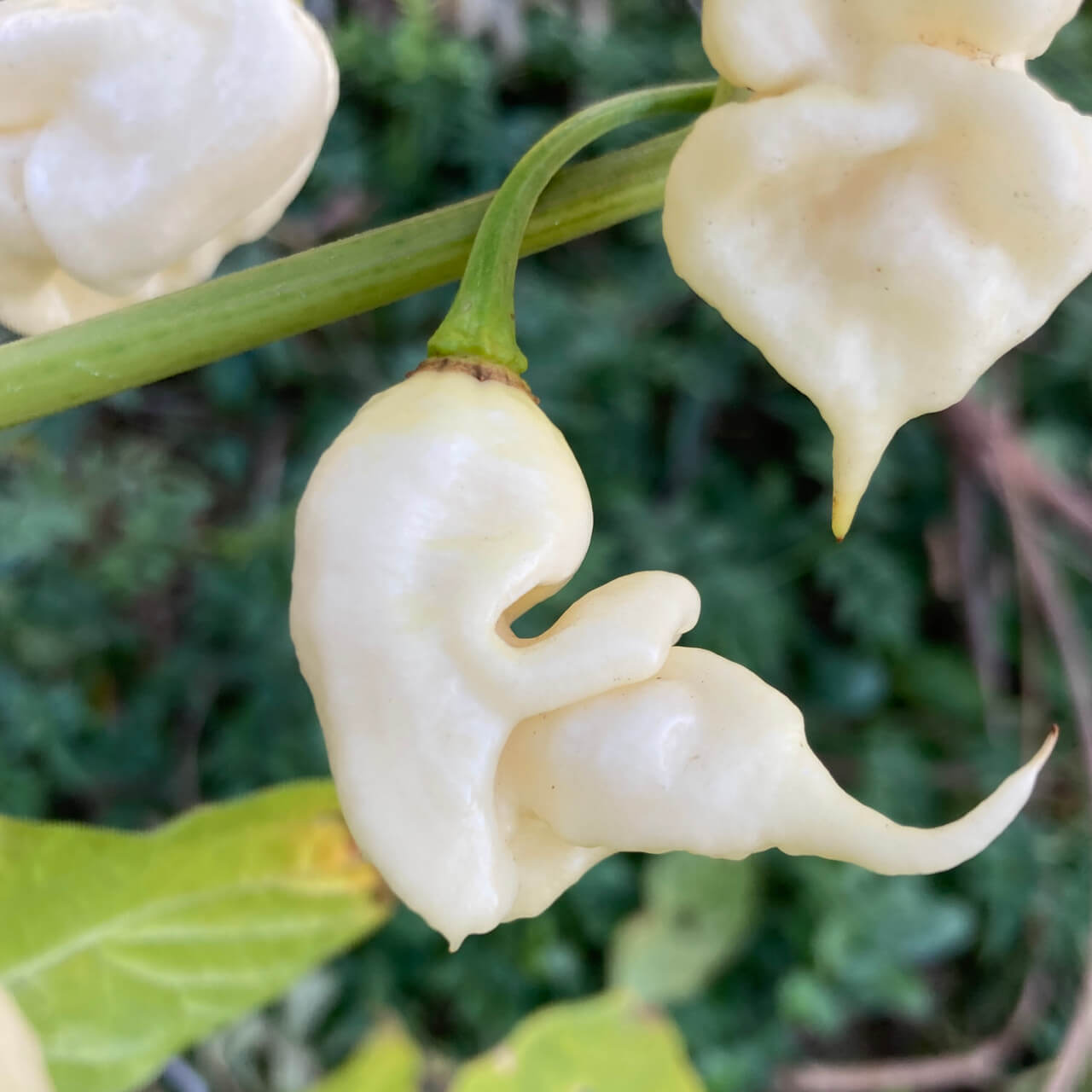 Ghost Pepper Seeds – White