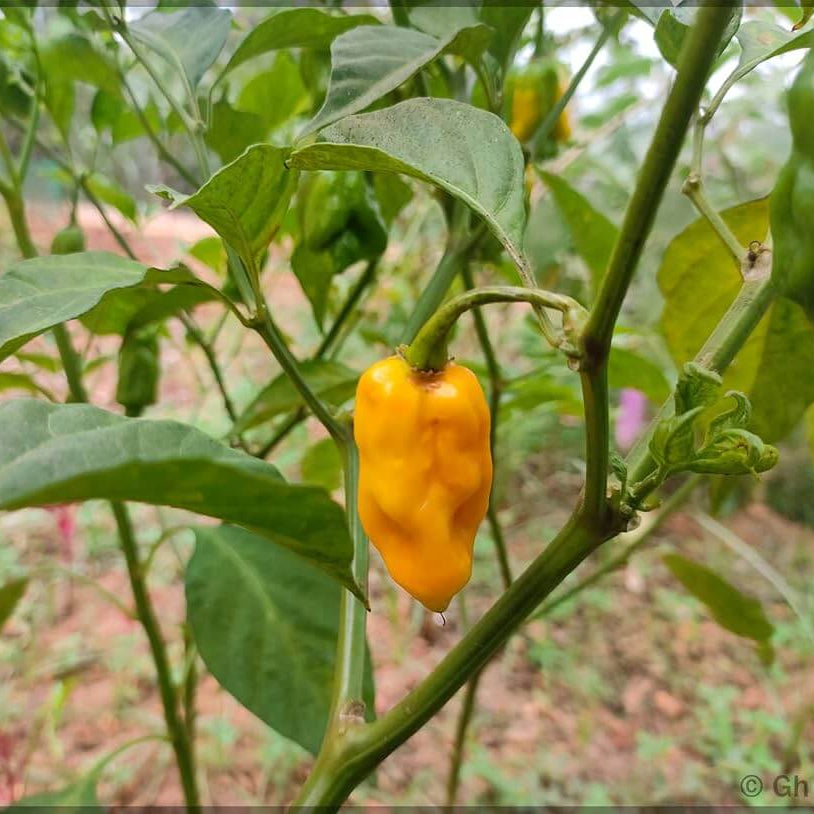  Ghost Pepper Seeds – Yellow