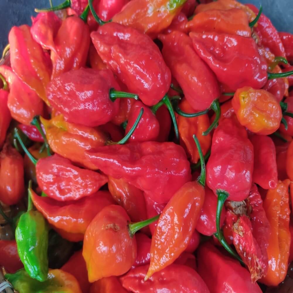 Ghost Pepper Seeds - Bhut Jolokia
