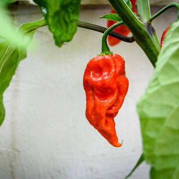 Ghost Pepper Seeds – Heirloom