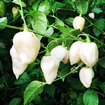 Ghost Pepper Seeds – White