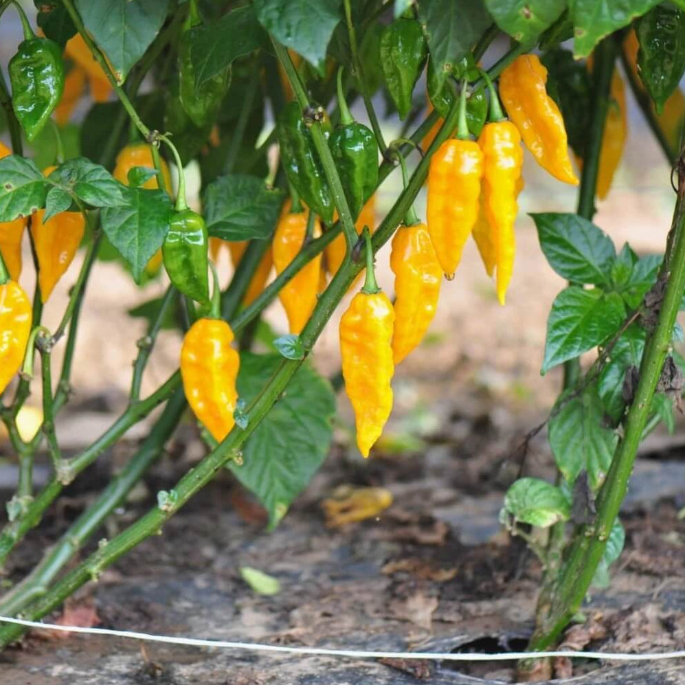  Ghost Pepper Seeds – Yellow
