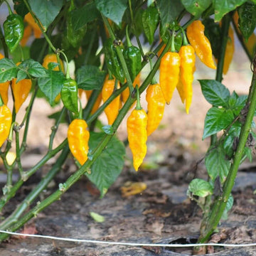  Ghost Pepper Seeds – Yellow