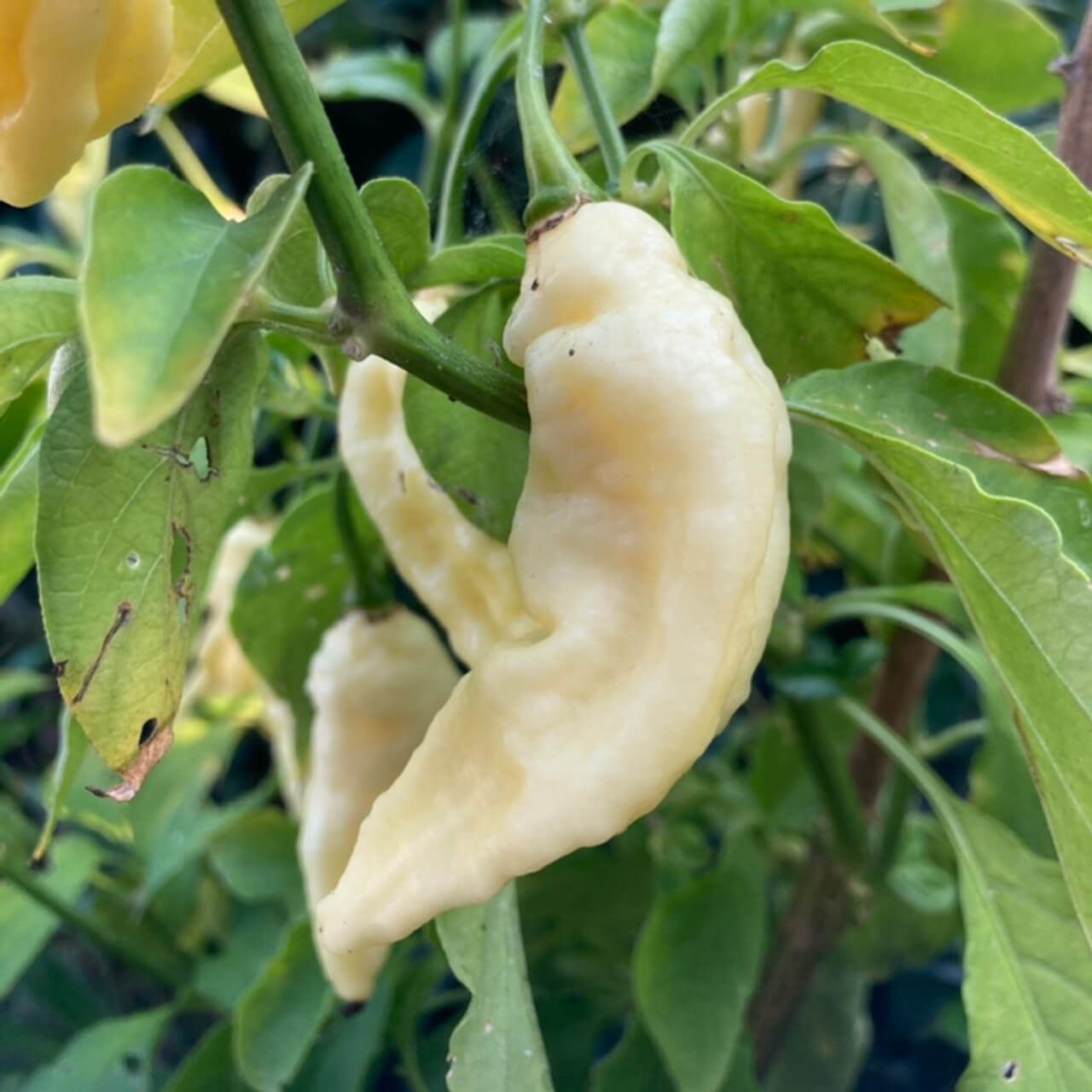 Ghost Pepper Seeds – White